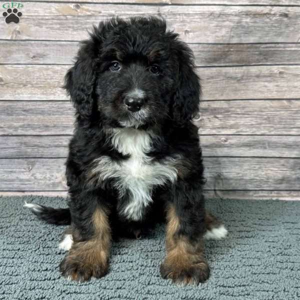 Nimbus, Bernedoodle Puppy